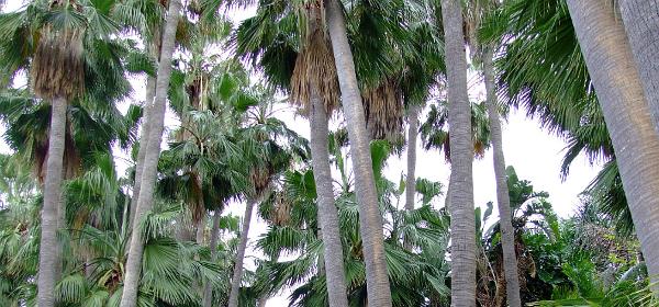Loro Parque 067