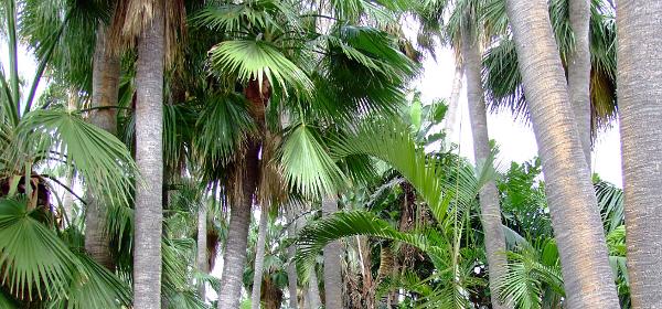 Loro Parque 068