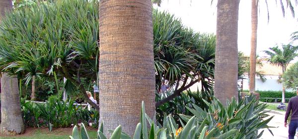 Loro Parque 077
