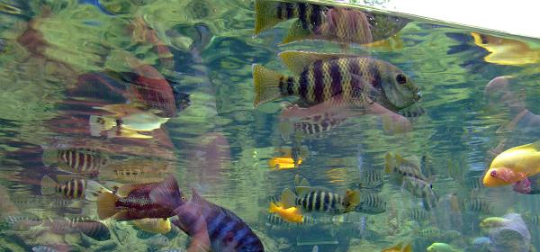 Loro Parque 084