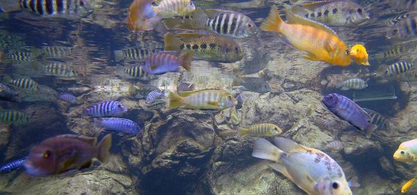 Loro Parque 088