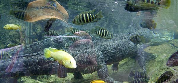 Loro Parque 089