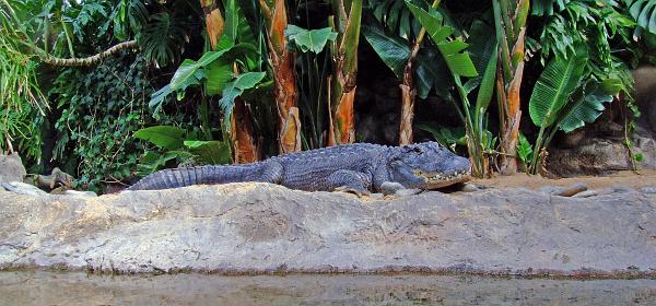 Loro Parque 090