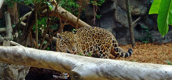 Loro Parque 091