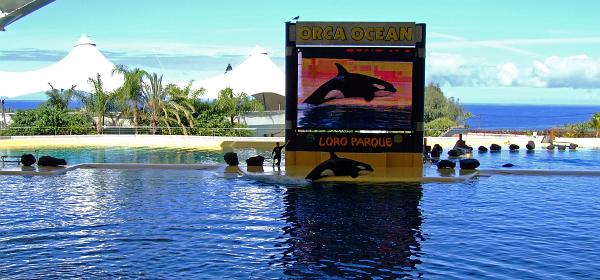 Loro Parque 096