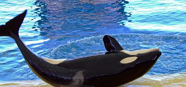 Loro Parque 097