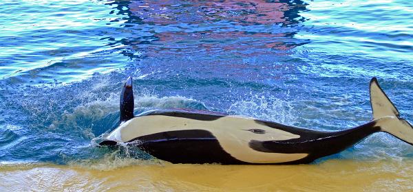 Loro Parque 098