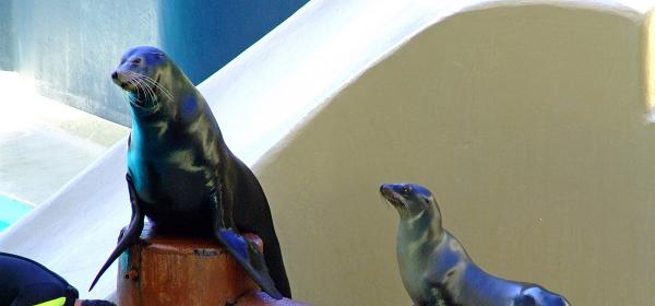 Loro Parque 101