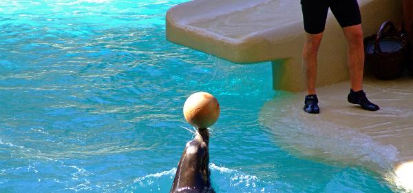 Loro Parque 102