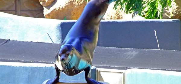 Loro Parque 103