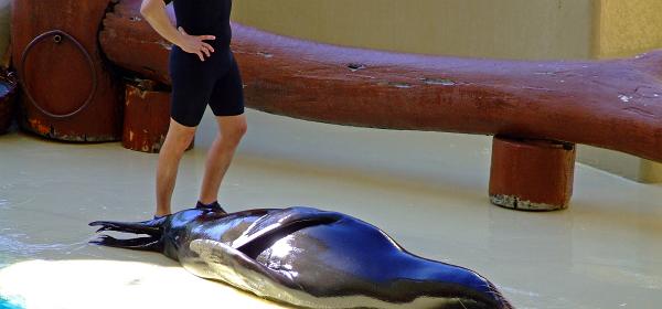 Loro Parque 105