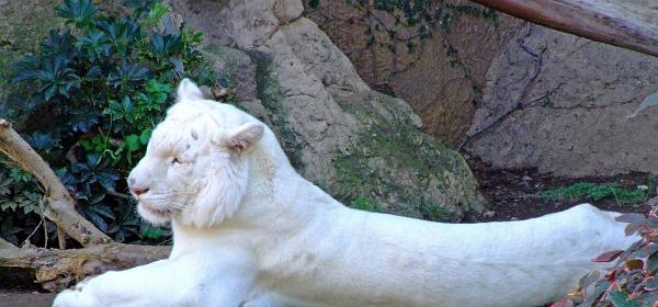 Loro Parque 108