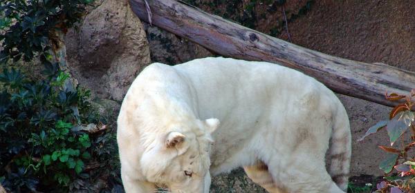 Loro Parque 109