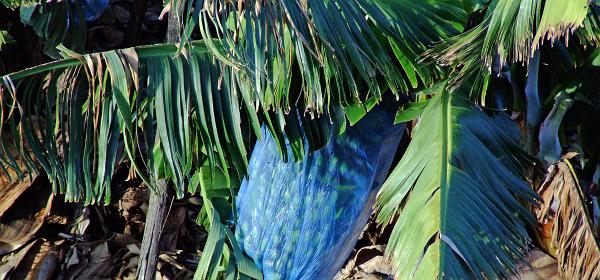 Cactus und Animal Park 00