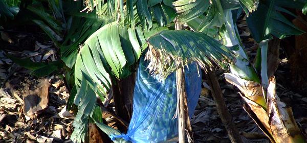 Cactus und Animal Park 01