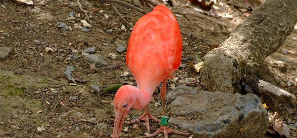 Cactus und Animal Park 02