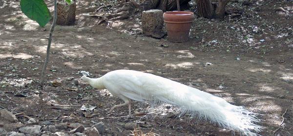 Cactus und Animal Park 05