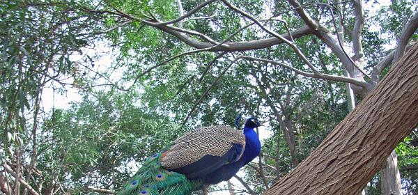 Cactus und Animal Park 08