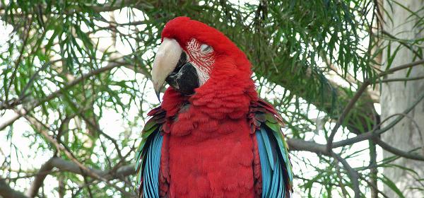 Cactus und Animal Park 10