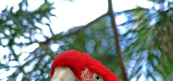 Cactus und Animal Park 11