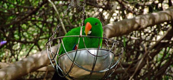 Cactus und Animal Park 12