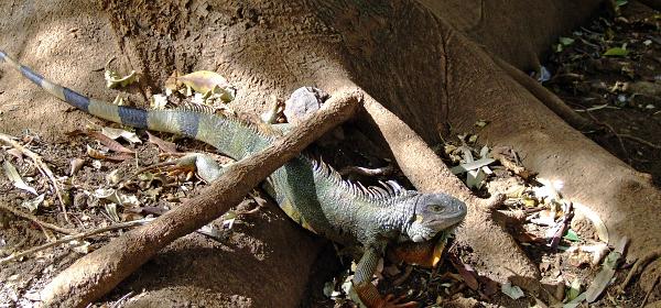 Cactus und Animal Park 17