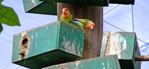 Cactus und Animal Park 21