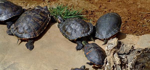 Cactus und Animal Park 25