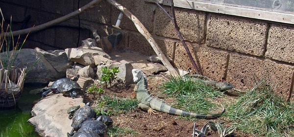 Cactus und Animal Park 26