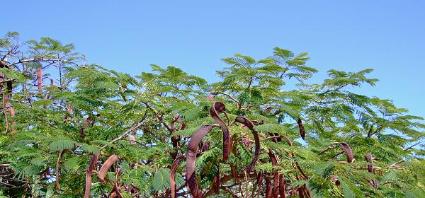 Cactus und Animal Park 28