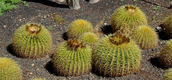 Cactus und Animal Park 30