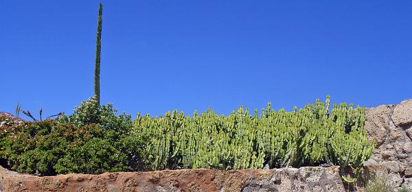 Cactus und Animal Park 33