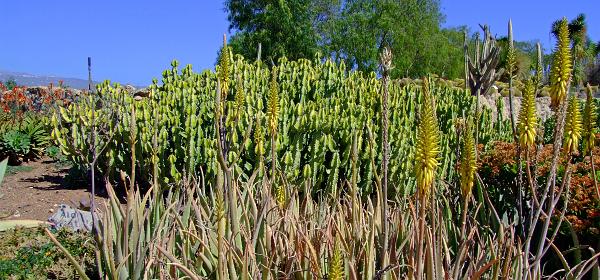 Cactus und Animal Park 35