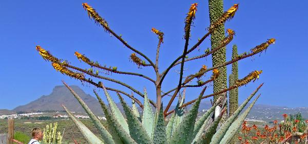 Cactus und Animal Park 36