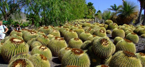 Cactus und Animal Park 37