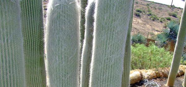 Cactus und Animal Park 39
