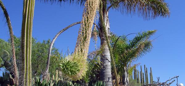 Cactus und Animal Park 40