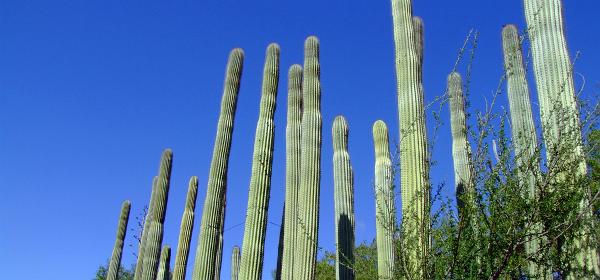 Cactus und Animal Park 41