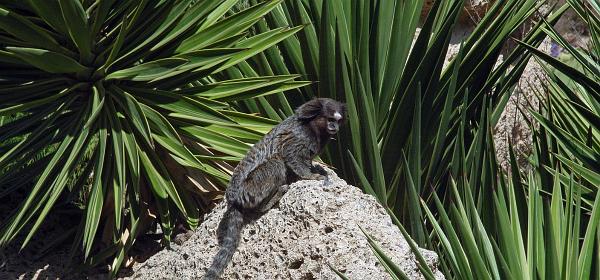 Cactus und Animal Park 47