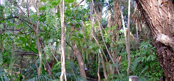 Teneriffa Jungle Park 002