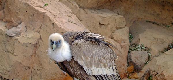 Teneriffa Jungle Park 005