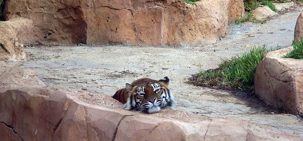Teneriffa Jungle Park 007