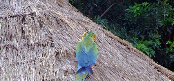 Teneriffa Jungle Park 021