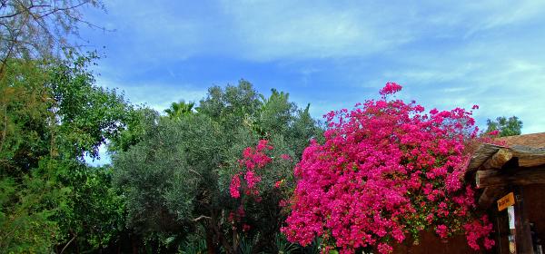 Teneriffa Jungle Park 061
