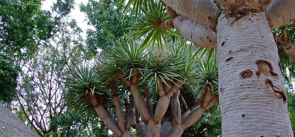 Teneriffa Jungle Park 068