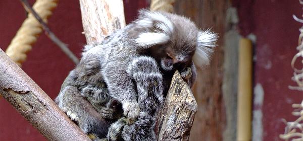 Teneriffa Jungle Park 069