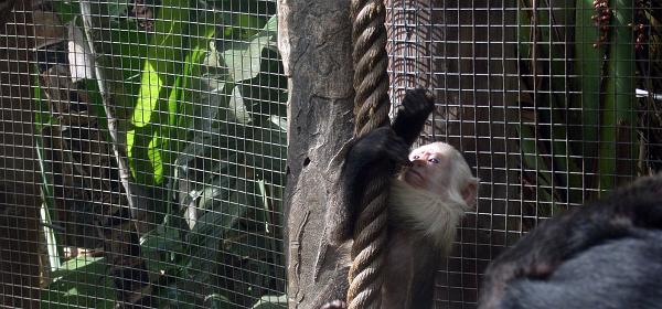 Teneriffa Jungle Park 071