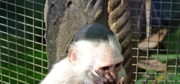 Teneriffa Jungle Park 072