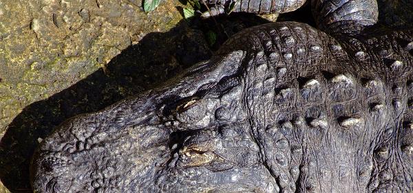 Teneriffa Jungle Park 076