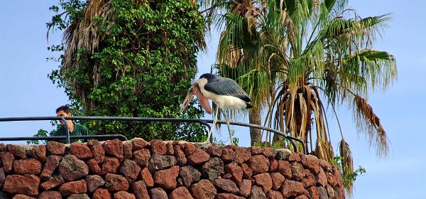 Teneriffa Jungle Park 112